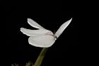 白鶴靈芝-花29.JPG