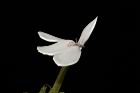白鶴靈芝-花30.JPG