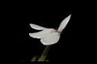 白鶴靈芝-花31.JPG