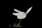 白鶴靈芝-花35.JPG