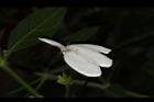 白鶴靈芝-花37.JPG