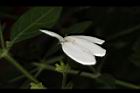 白鶴靈芝-花38.JPG