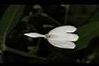 白鶴靈芝-花40.JPG