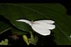 白鶴靈芝-花42.JPG