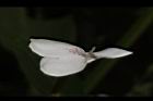 白鶴靈芝-花44.JPG