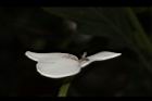 白鶴靈芝-花46.JPG