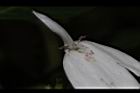 白鶴靈芝-花49.JPG