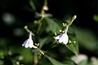 白鶴靈芝-花51.jpg