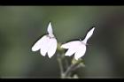 白鶴靈芝-花52.jpg