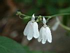 白鶴靈芝-花54.jpg