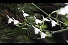 白鶴靈芝-花57.JPG