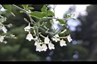 白鶴靈芝-花58.JPG