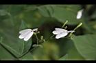白鶴靈芝-花59.JPG