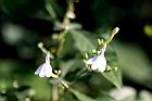 白鶴靈芝-花61.jpg