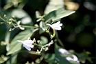 白鶴靈芝-花62.jpg