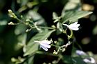 白鶴靈芝-花63.jpg