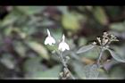 白鶴靈芝-花64.jpg