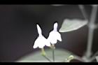 白鶴靈芝-花65.jpg