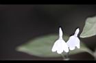 白鶴靈芝-花66.jpg