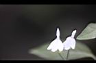 白鶴靈芝-花67.jpg