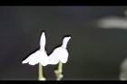 白鶴靈芝-花71.jpg