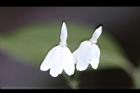 白鶴靈芝-花72.jpg