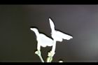 白鶴靈芝-花73.jpg
