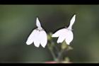 白鶴靈芝-花74.jpg