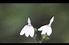 白鶴靈芝-花75.jpg
