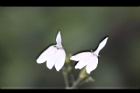 白鶴靈芝-花76.jpg