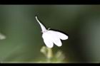 白鶴靈芝-花82.jpg