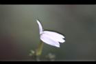 白鶴靈芝-花83.jpg