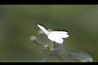 白鶴靈芝-花84.jpg