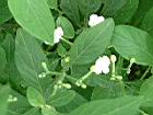 白鶴靈芝-花86.JPG