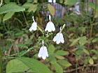白鶴靈芝-花87.JPG