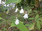 白鶴靈芝-花88.JPG