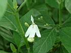 白鶴靈芝-花92.JPG