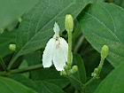 白鶴靈芝-花95.JPG