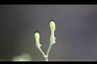 白鶴靈芝-花苞00.jpg