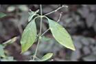白鶴靈芝-葉04.jpg