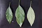 白鶴靈芝-葉06.jpg