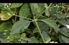 白鶴靈芝-葉序04.JPG