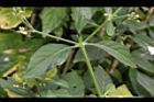 白鶴靈芝-葉序06.JPG