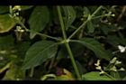 白鶴靈芝-葉序07.JPG