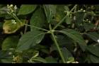 白鶴靈芝-葉序08.JPG