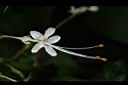 白龍船花-花20.JPG