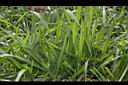 百喜草-葉02.JPG