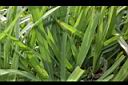百喜草-葉03.JPG