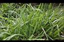 百喜草-葉04.JPG