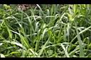 百喜草-葉06.JPG